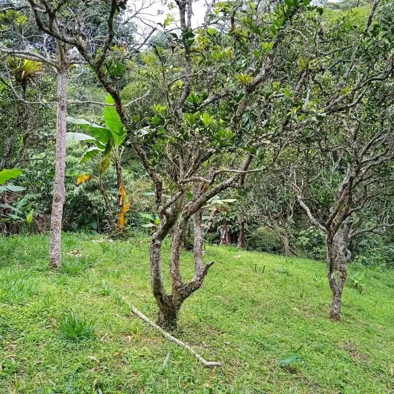 cachipay