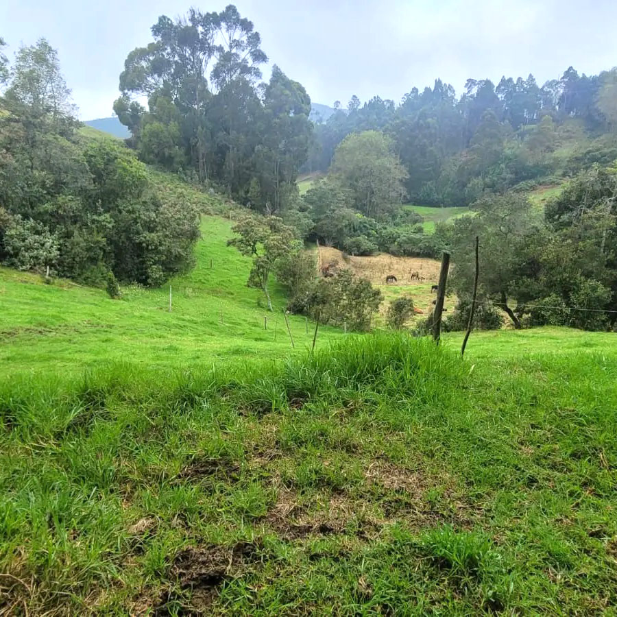 facatativa-cundinamarca