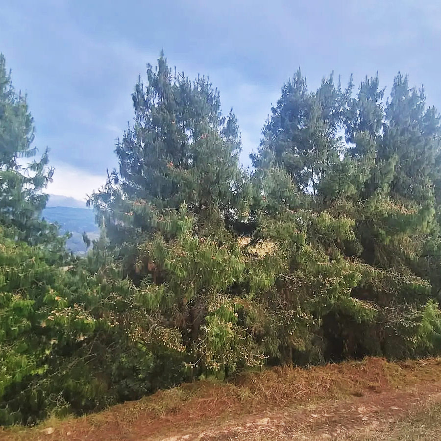 siachoque-cundinamarca
