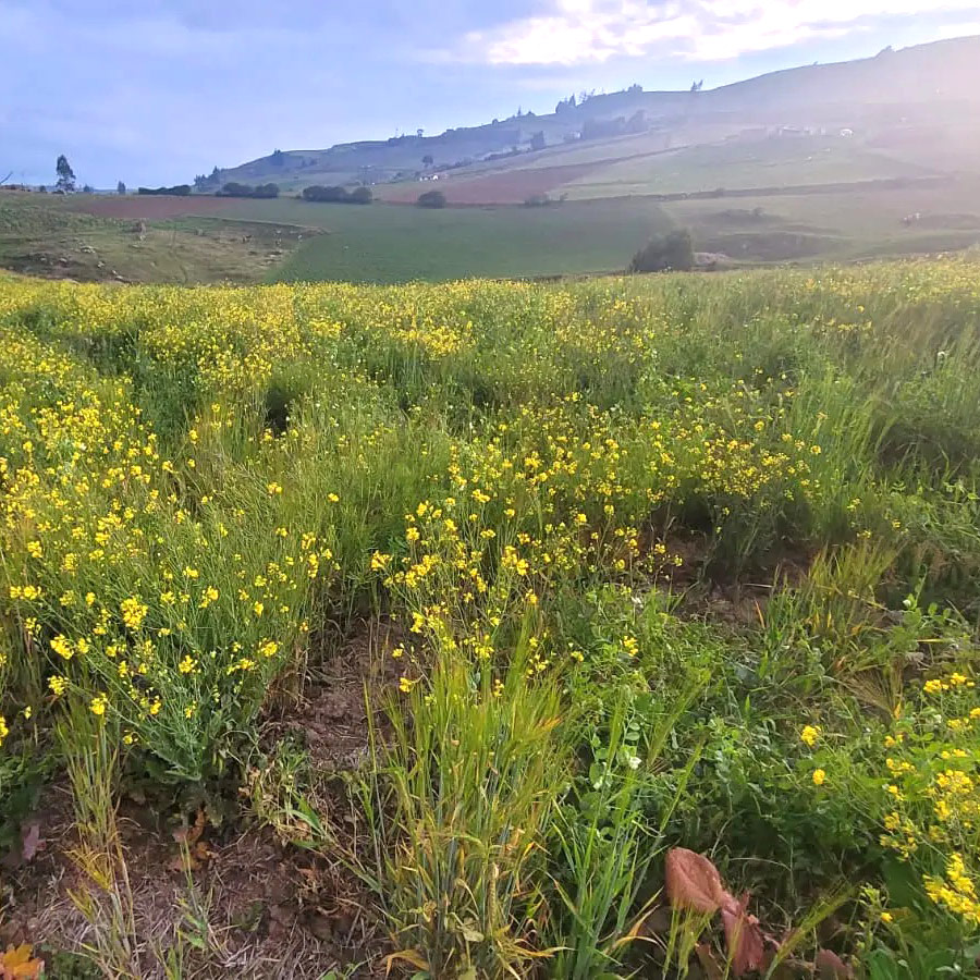 siachoque-boyaca