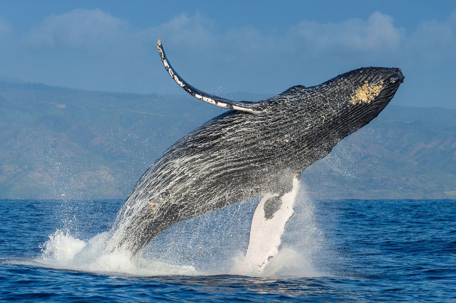01humpbackwhales
