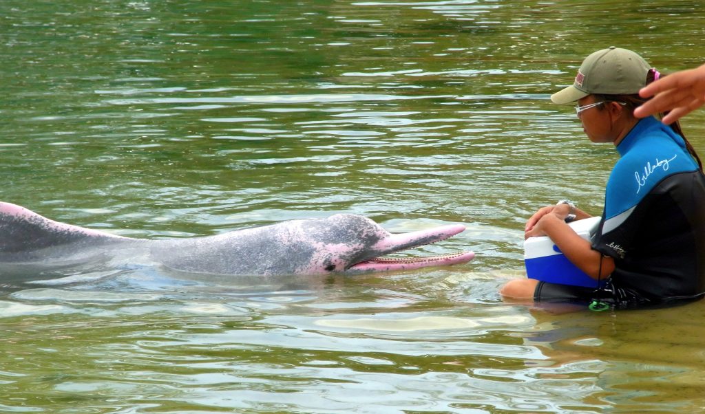 Delfines Rosados